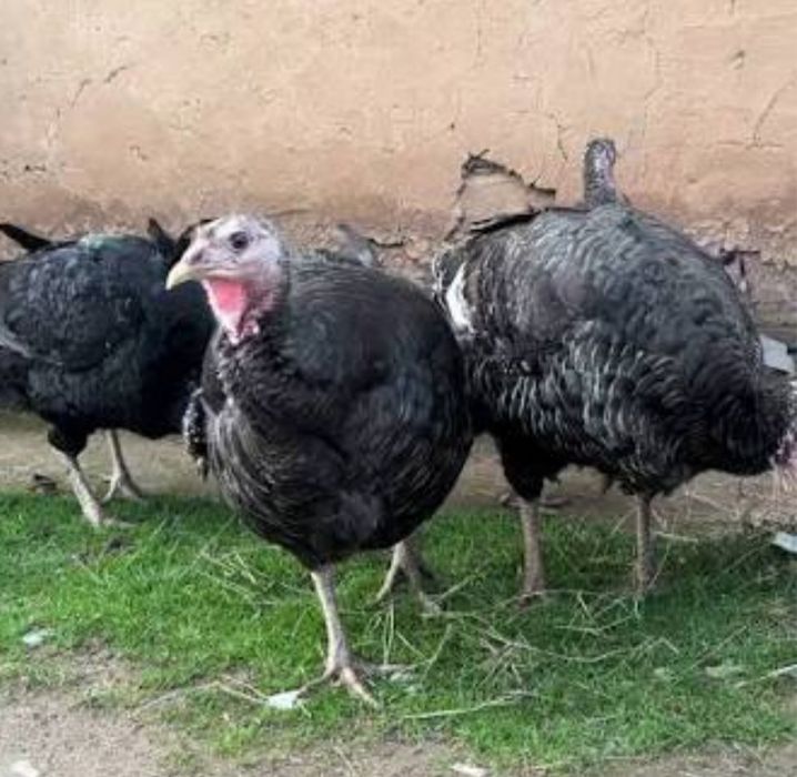 Индюшата бронзовые