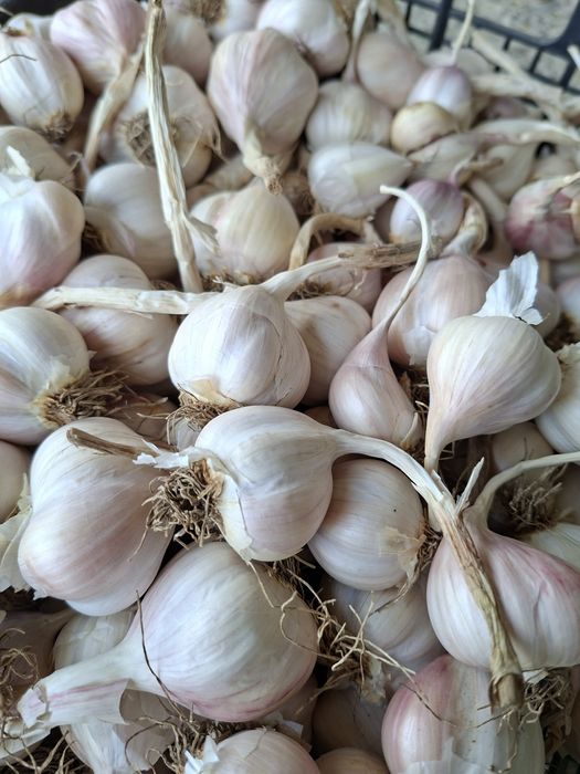 usturoi alb roziu de primavara