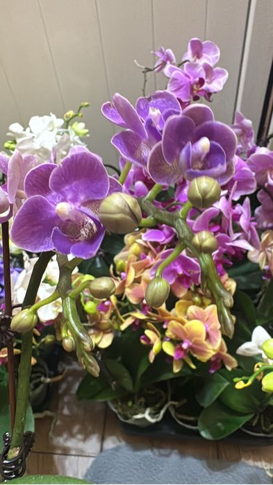 Орхидеи  9 сортов