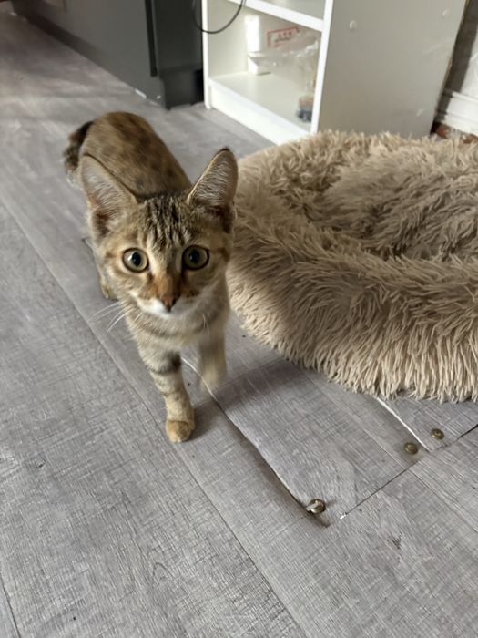 Отдам кошечку в добрые руки, девочка