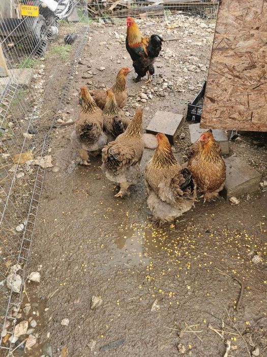 Oua Brahma Potarnichiu pentru incubat