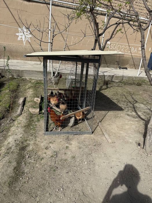 Tovuq va kabutarlar uchun uycha