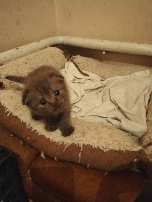 Шотландцы  тёмных окрасов