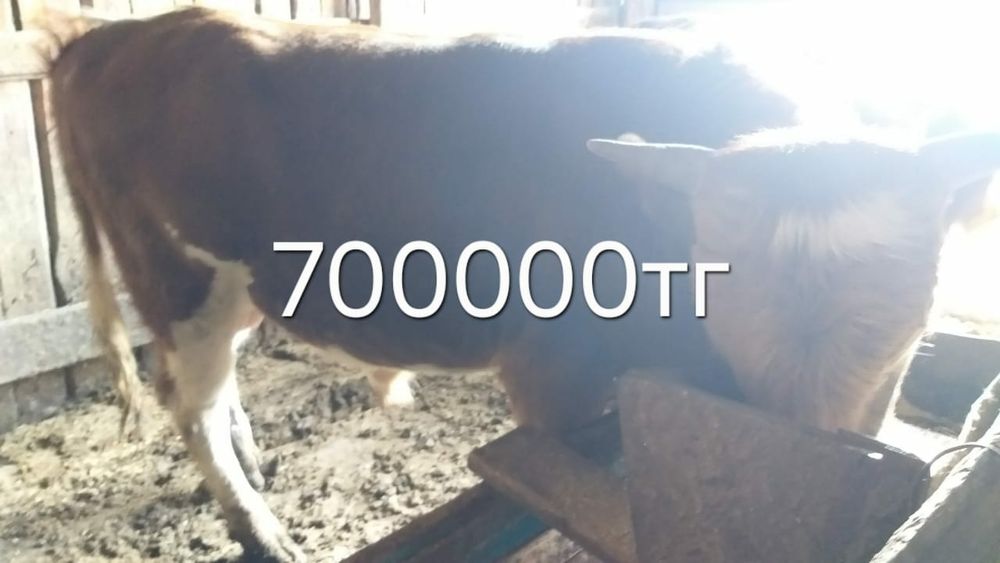 Продам быков с откорма