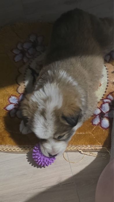 Отдам собачку,девочка.