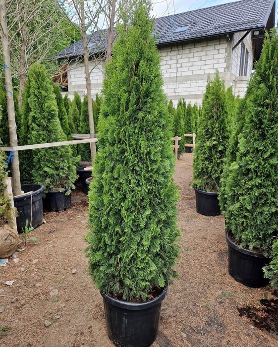 Tuia smaralgd  super pret , super calitate !