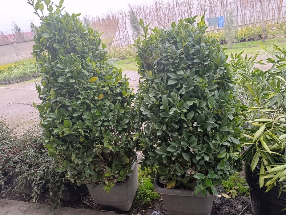 Манзарали ва мевали дарахт кучатларимиз сотувда оладиганлар тел килинг