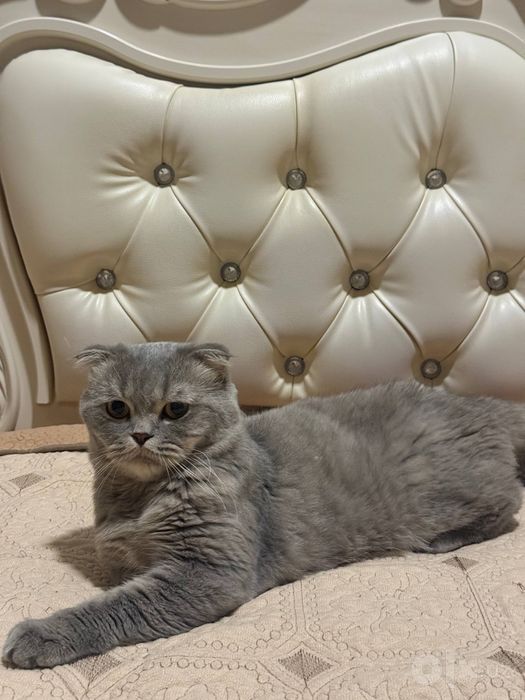 Продается Scottish Fold Скоттиш-фолд