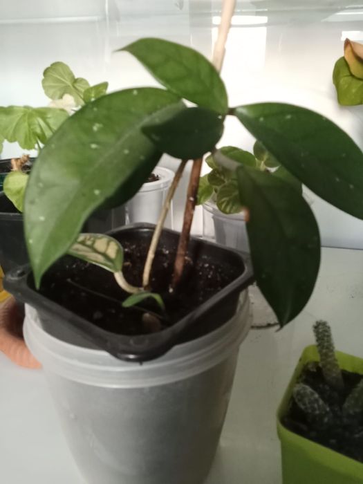 Продам цветы комнатные