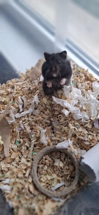 Подарявам хамстерчета.