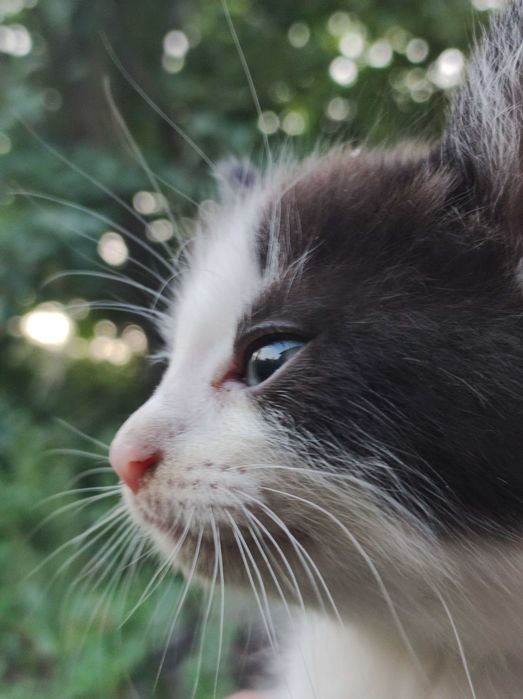 Отдам в добрые руки котят крысоловки.