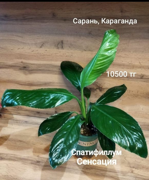 Спастифиллум Сенсация