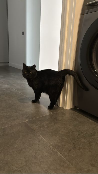 Отдам котика британца