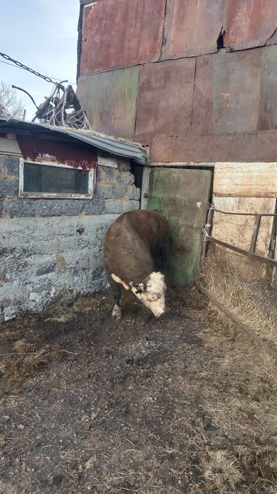 Продам быка белоголового