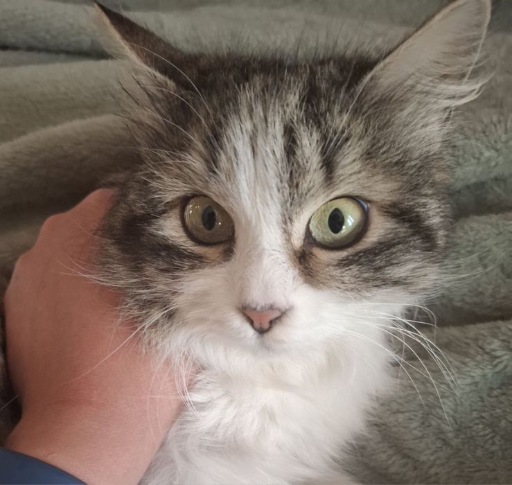 Кошечка Марта в семью