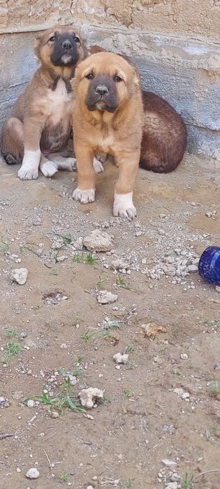 Күшіктер сатылады .Щенки