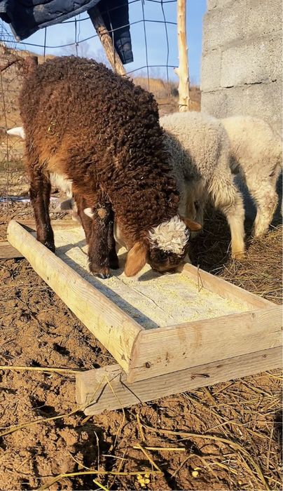 Козылар сатылады