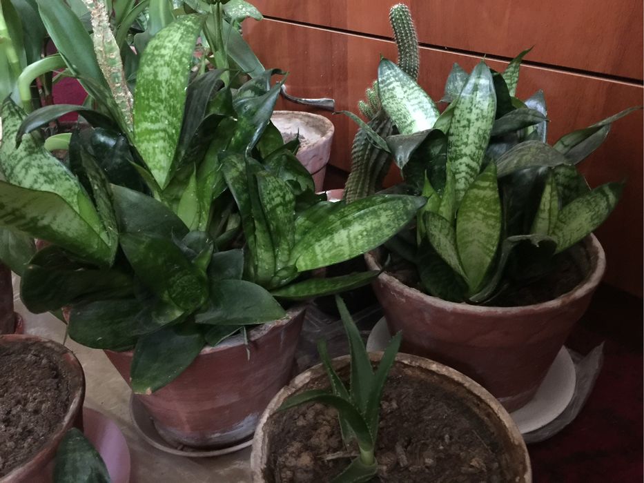 Цветы комнатные , разные