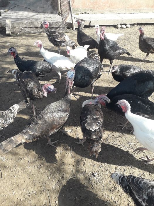 Индюки самец самки