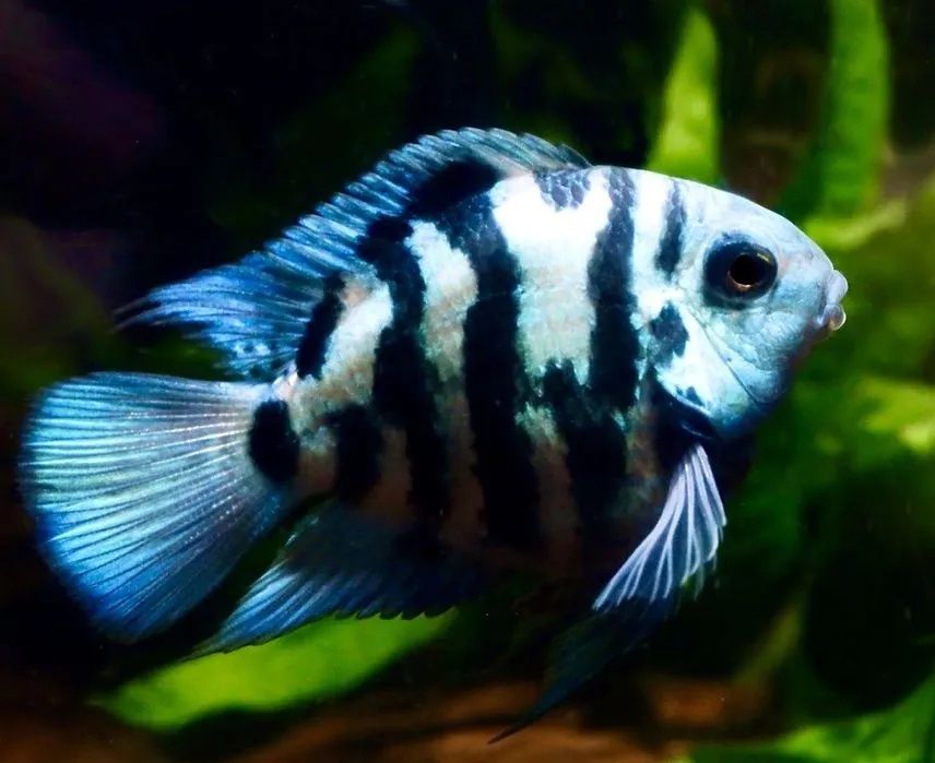 Продам аквариумная рыбка