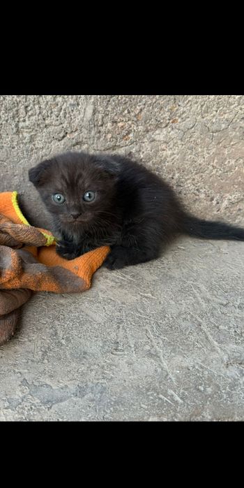 Котята 2000т каждая
