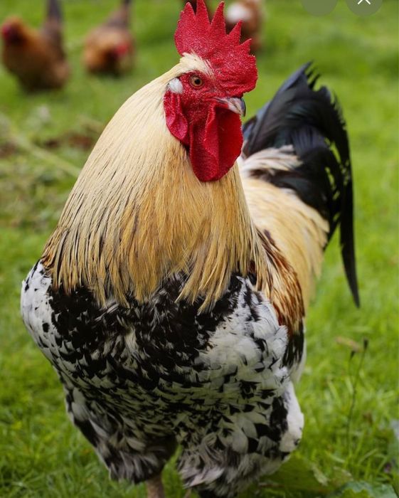 Продаеться петух идеального состояние