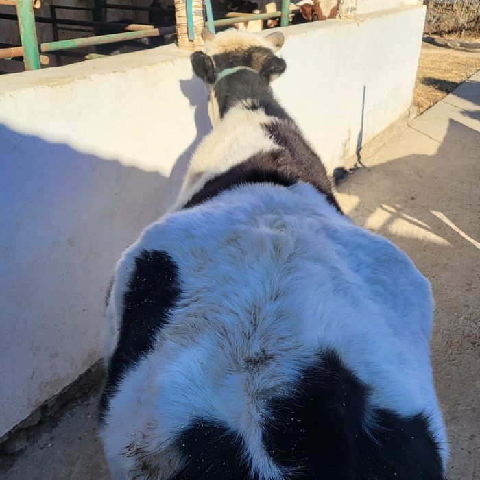 Сиыр.  Семиз. Бордакы