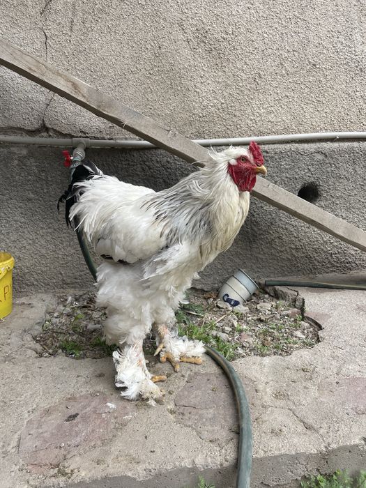 Яйца брамы по 500 тенге