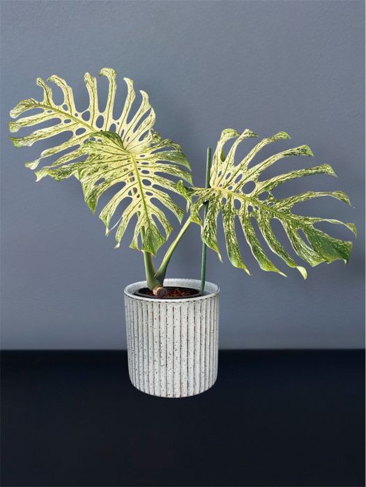 Monstera 'Devil Monster'