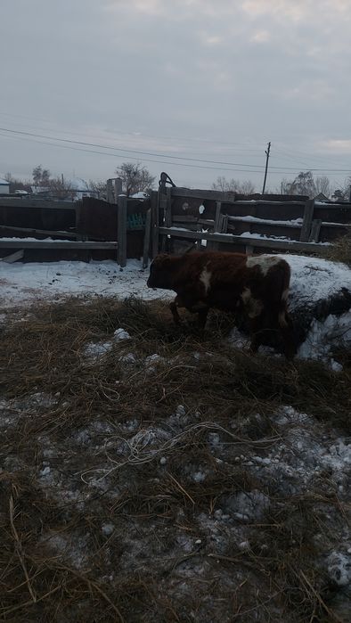 Продам  двух бычков