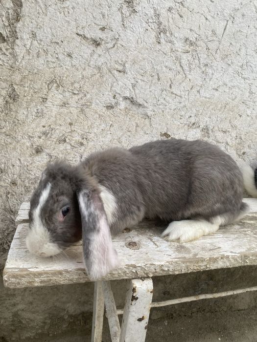 Velekan gibrt quyonlar