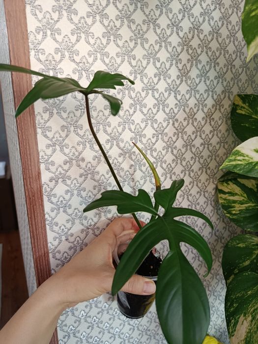 Продам излишки комнатных растений