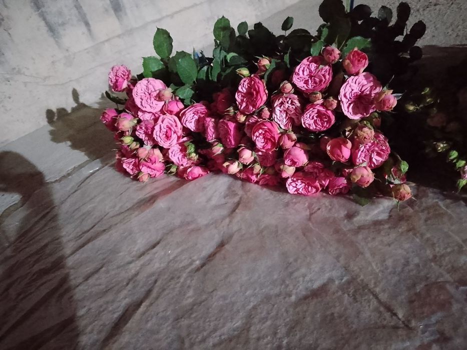 Atirgul kochatli arzon narxlarda