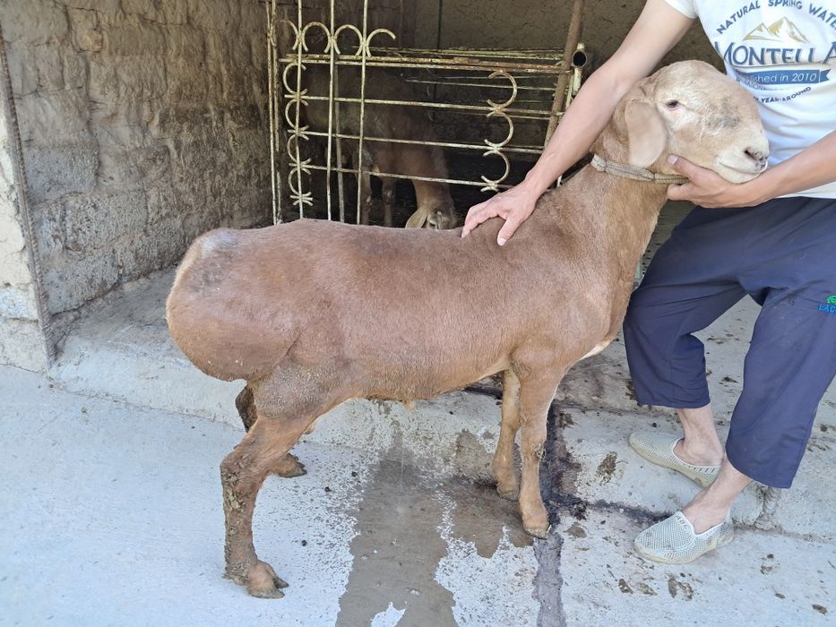 Hayit bayramiga 2ta yetuk qõchqorlar