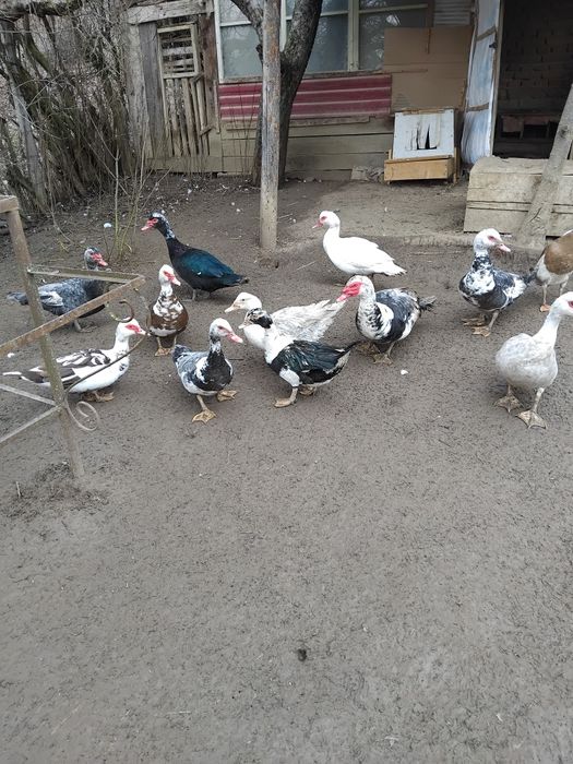 Vind rate mute.tineret..