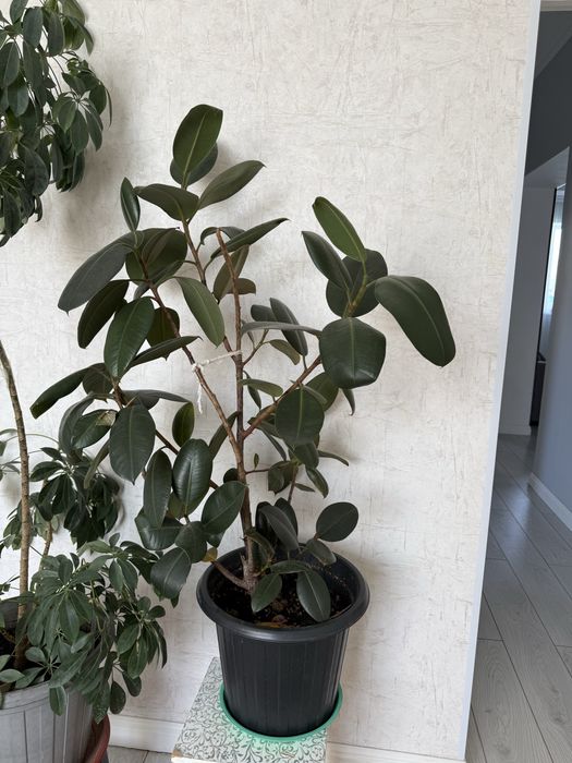 комнатные цветы 10-15 мын