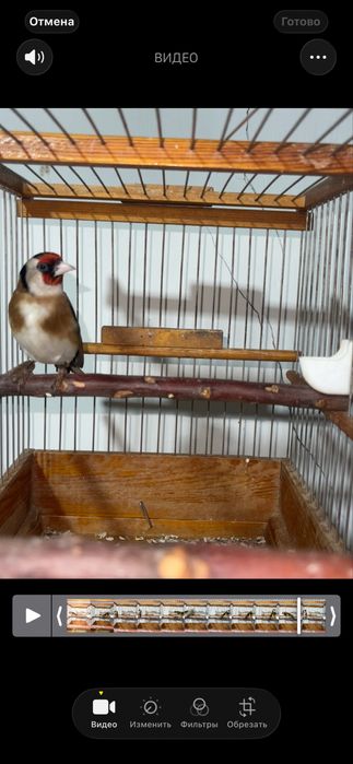 Kokil sotiladi saratov