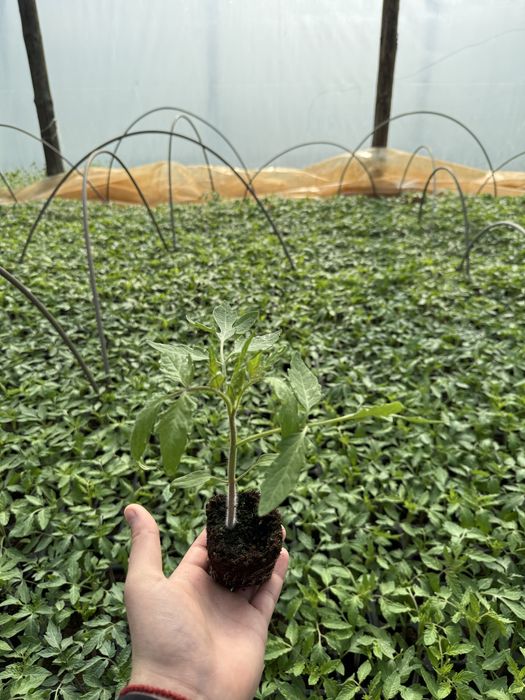 Разсад домати