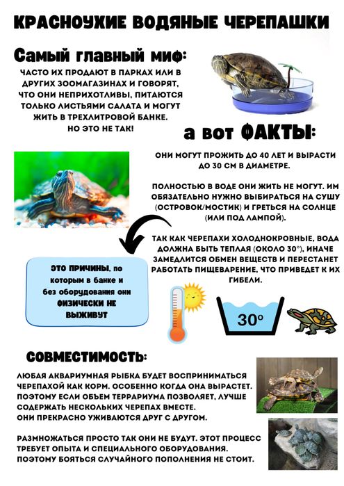 Черепаха, полуводяная, красноухие черепашки