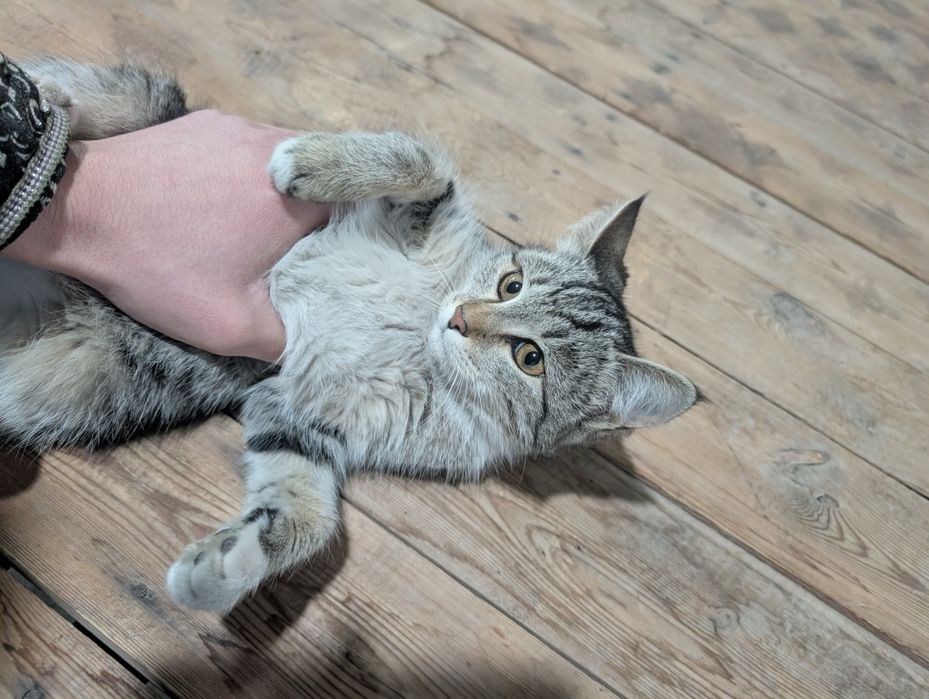 Отдадим котят в хорошие руки