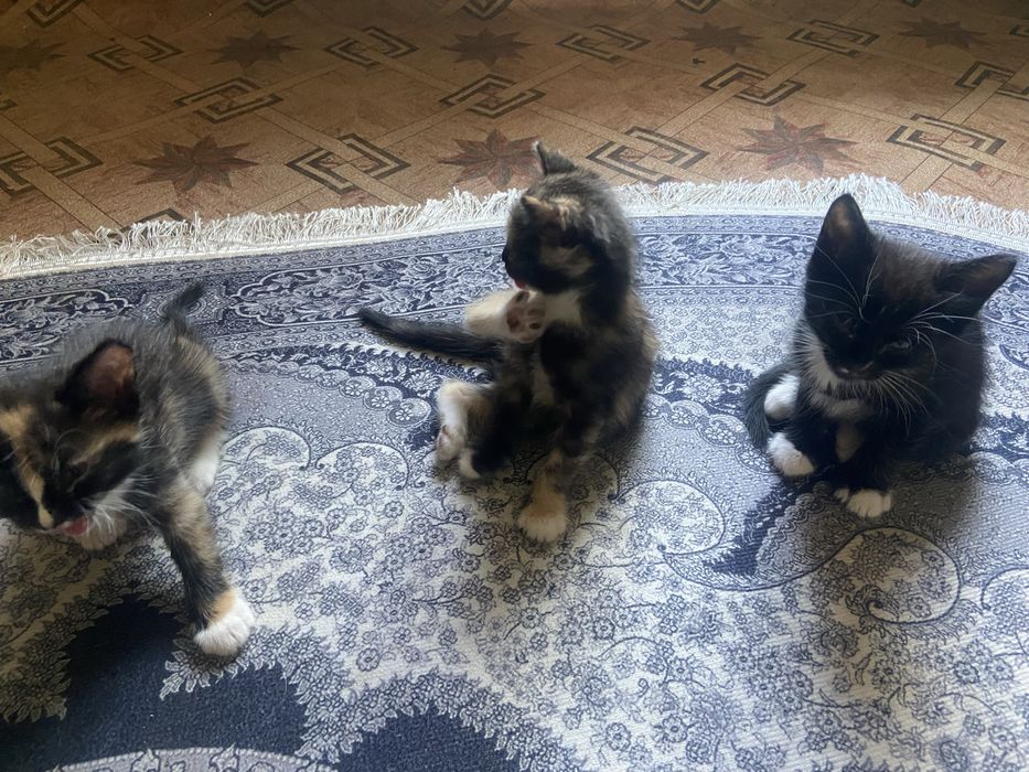 отдам котят в хорошие руки