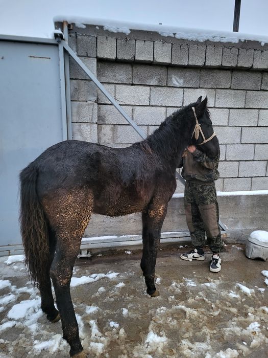 Тай семіз 2025ж.