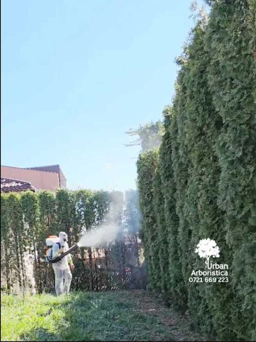 Toaletare Copaci Tăiere Arbori - Defrișare Copaci Periculoși pomi