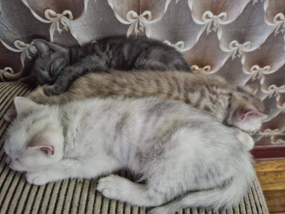 Котята шотландцы