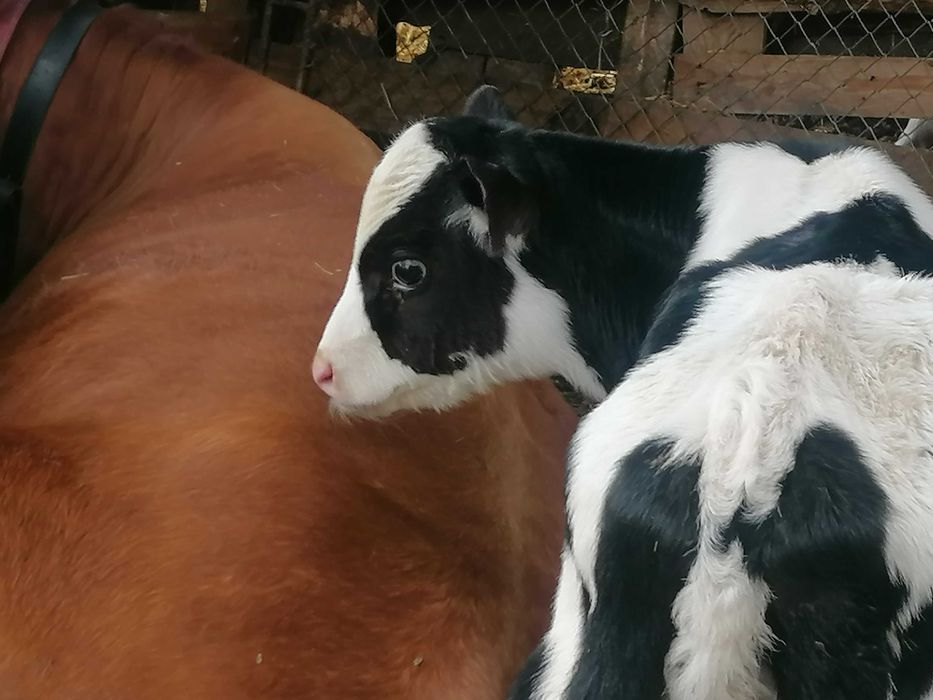 ПРОДАВАМЕ КРАВА С ДВЕ ТЕЛЕНЦА 3200 Е