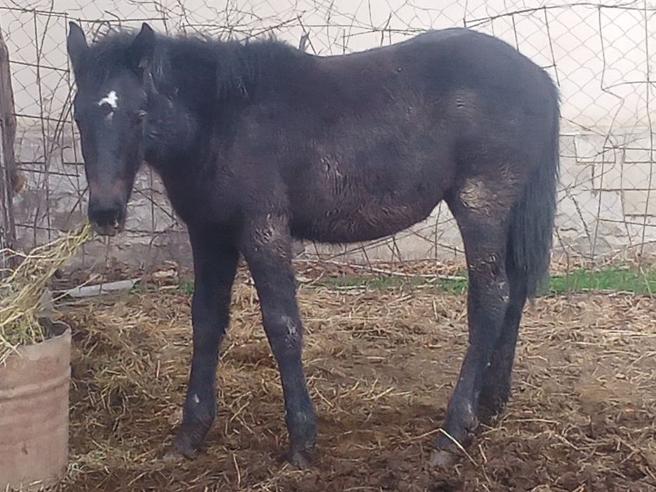 Тайлар жеребята биылғы сатылады