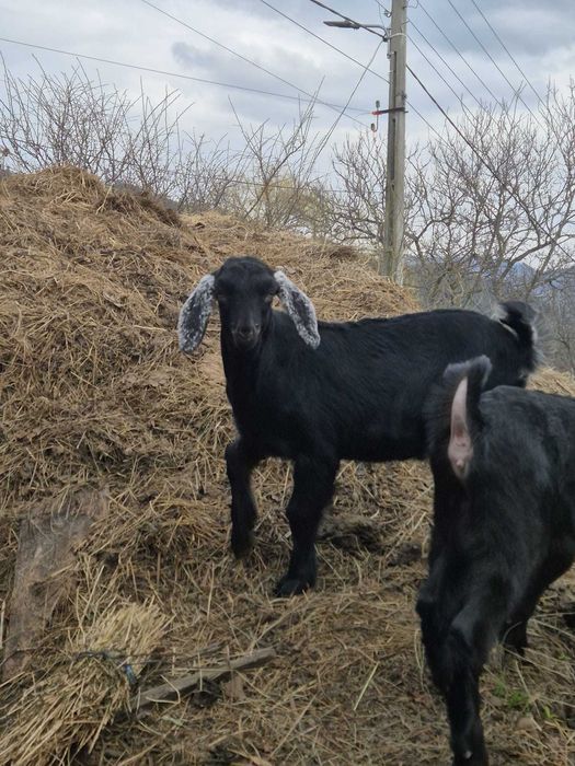 Vand ied anglo nubian