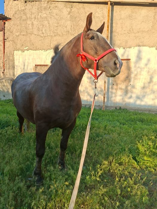 Продам супер кобылу хорошая