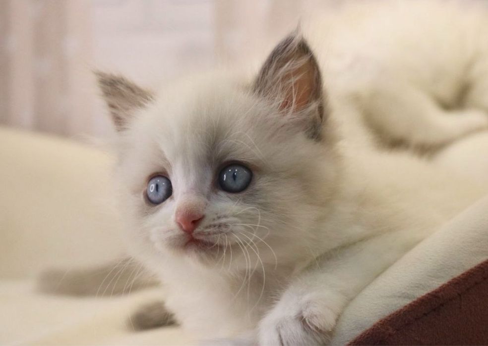 Мальчик Рэгдолл Ragdoll