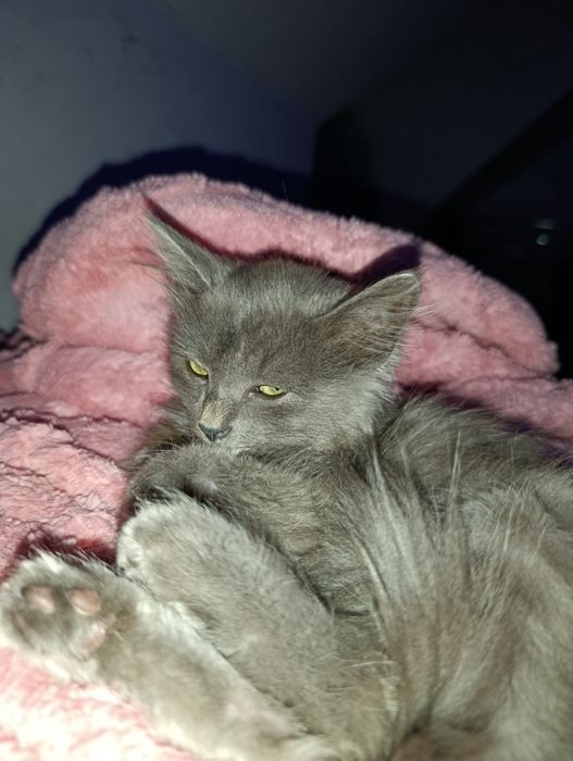 ОЧЕНЬ СРОЧНО В самые любящие руки котёнок девочка